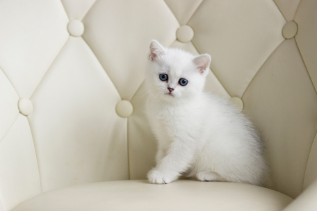 Грустный белый котенок