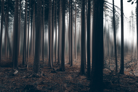 Оглушительная тишина леса
