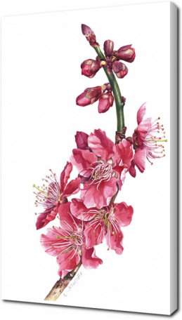 Цветущая вишня акварелью