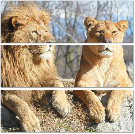 Лев и львица на камне