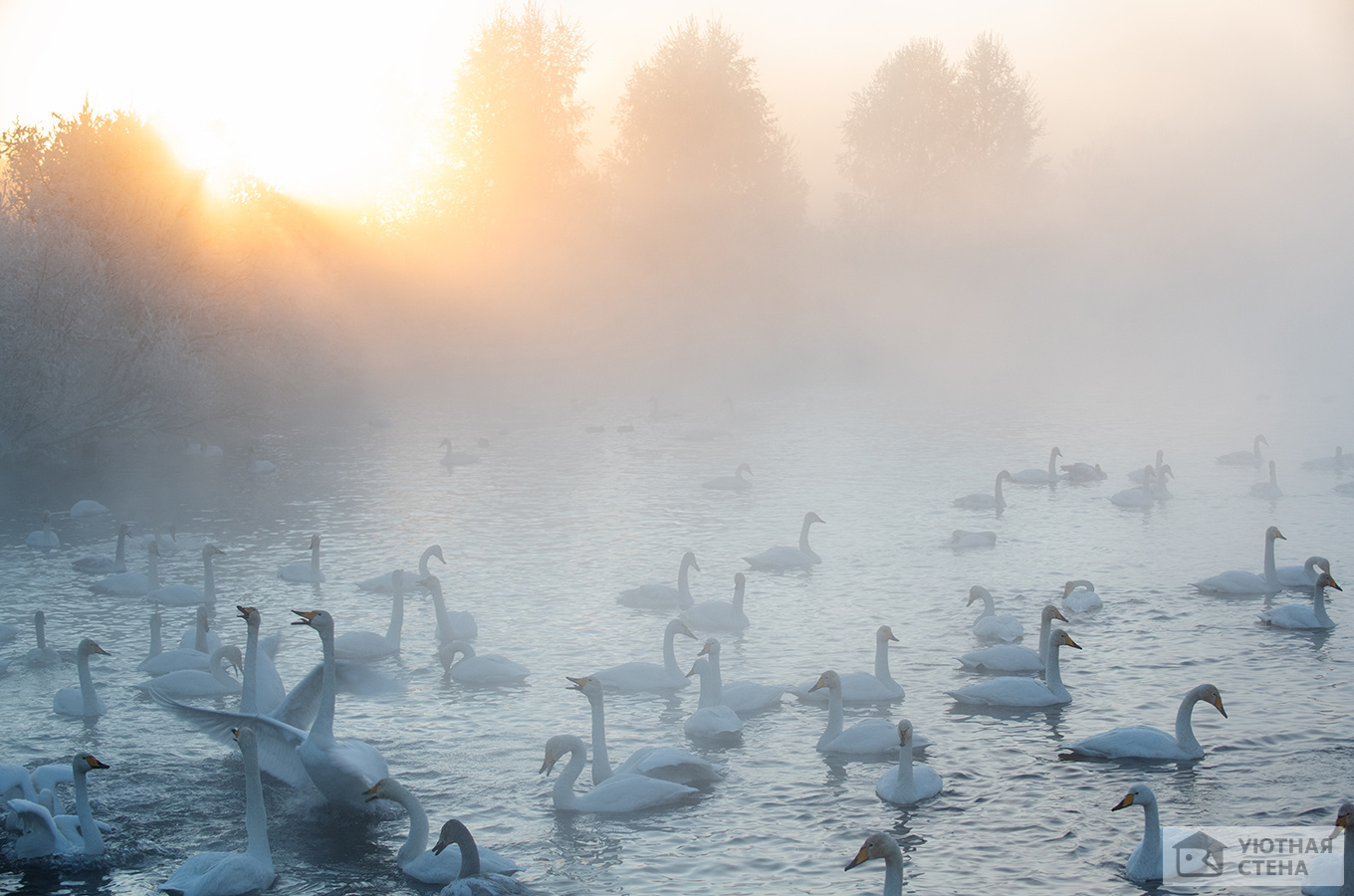 Лебеди в утренней дымке