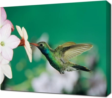 Колибри у белых цветков