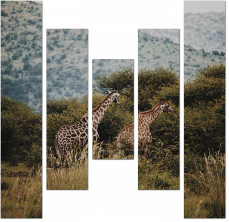 Жирафы в африканском ландшафте
