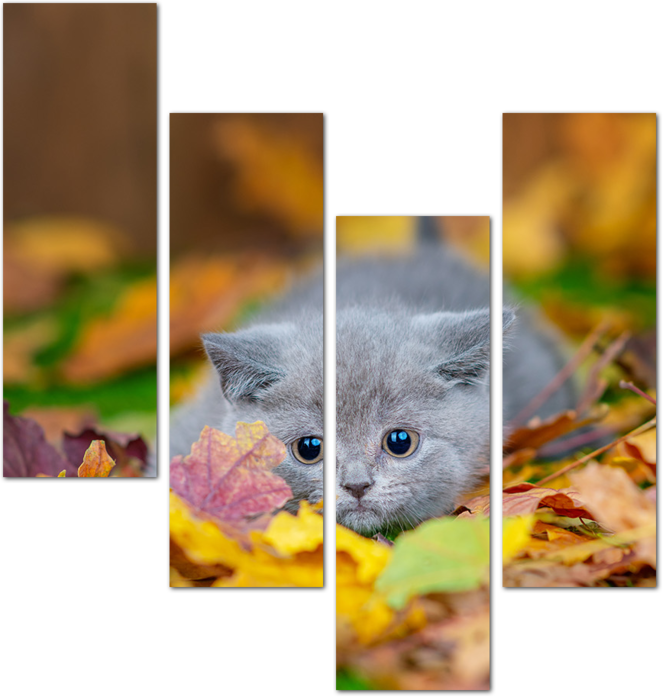 Котик в осеннем лесу