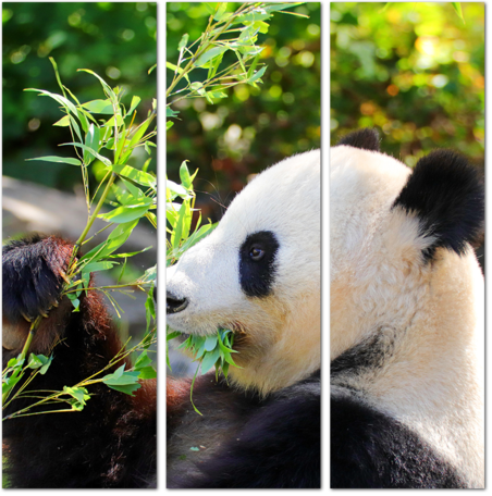 Панда ест свежие листья