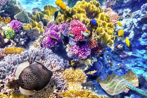 3D пол Разноцветный коралловый риф и скат