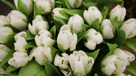 Роскошные белые тюльпаны