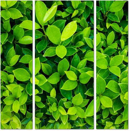 Ярко зеленые листья