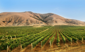 Виноградники у подножья холмов