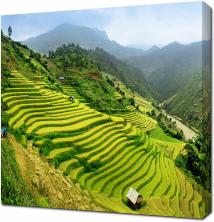 Рисовое поле Вьетнам