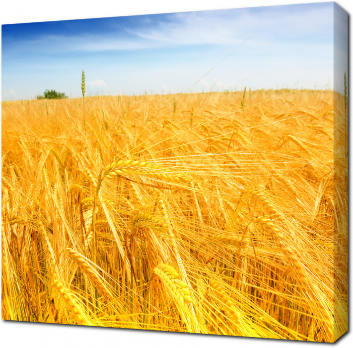 Желтое поле с пшеницей