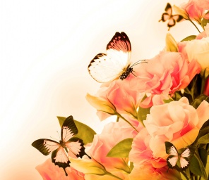 Розы и бабочки крупным планом