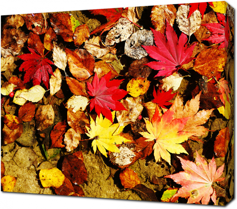 Осенний ковер
