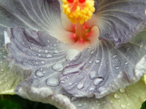Капли воды на лепестках экзотического цветка