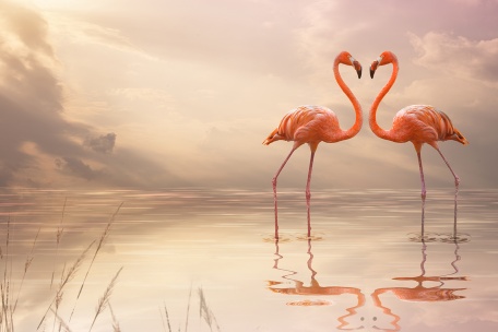 Пара неразлучных фламинго