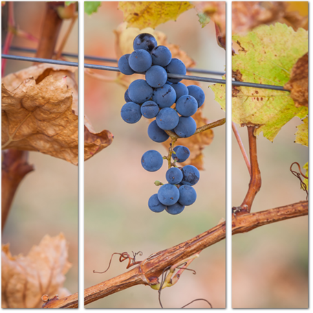 Маленькая гроздь синего винограда