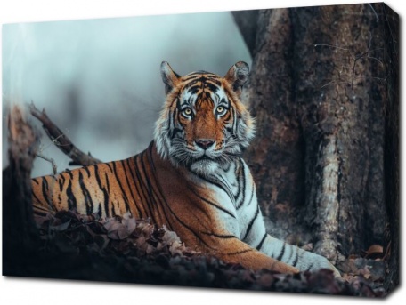 Взгляд бенгальского тигра