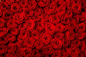 Фон из отборных красных роз