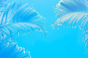 Голубые пальмовые листья на голубом фоне