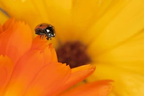 Божья коровка на оранжевых цветах