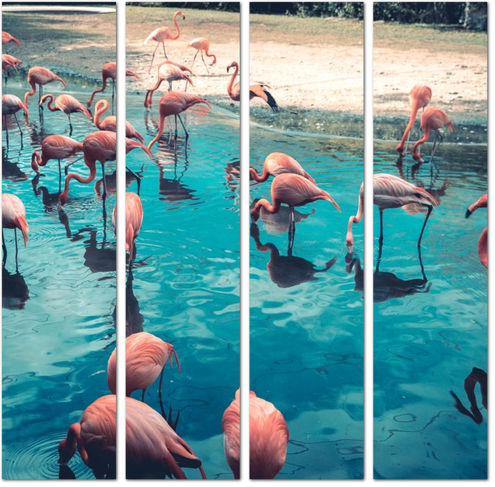 Прекрасные фламинго в воде