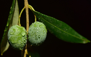 Оливки с каплями дождя