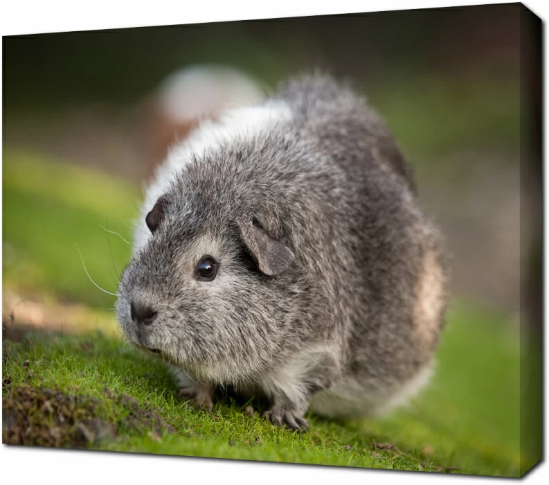 Серая морская свинка