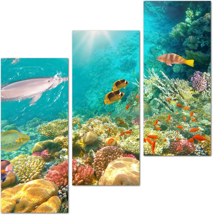 Разнообразие кораллового рифа