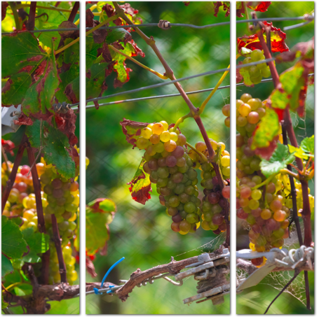 Виноград в саду