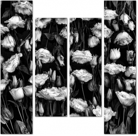 Высококонтрастное черно-белое изображение роз