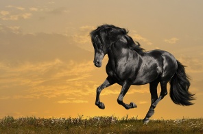 Черный конь на закате