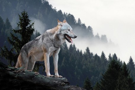 Волк среди деревьев на скале