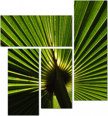Расходящиеся лучи пальмы