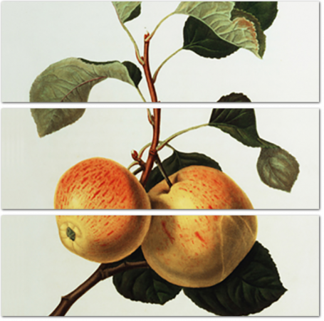 Ботаническая иллюстрация с яблоками