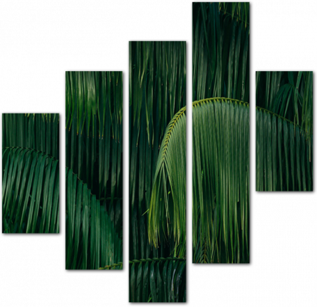Свисающие ветви пальмы