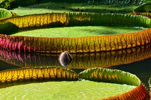 Гигантские амазонские лилии в воде