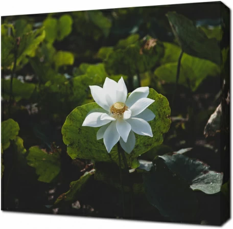 Белоснежный лотос под солнцем