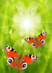 Две бабочки крупным планом на фоне солнечных лучей