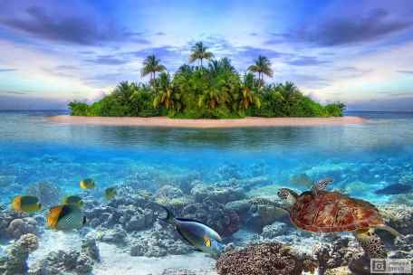 Морская жизнь у тропического острова
