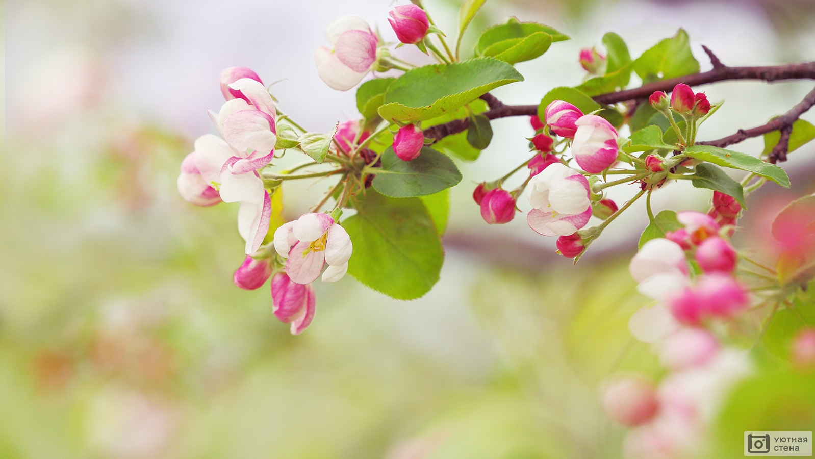 Фотообои "Ветка яблони с множеством цветов" - Арт. 170009