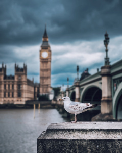 Чайка на фоне моста в Лондоне