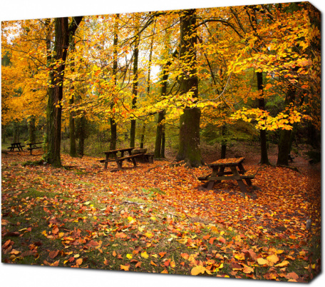 Осенний лес со скамейками