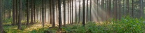 Пейзаж леса в тумане с лучами солнца