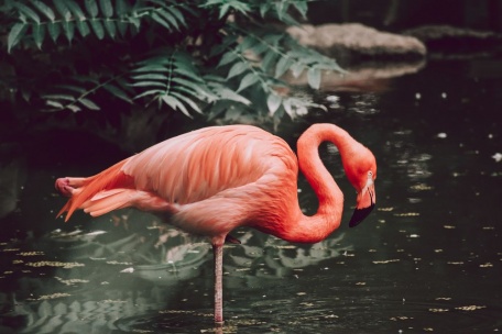 Эффектный красный фламинго