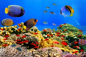 Красочный подводный мир с яркими рыбками