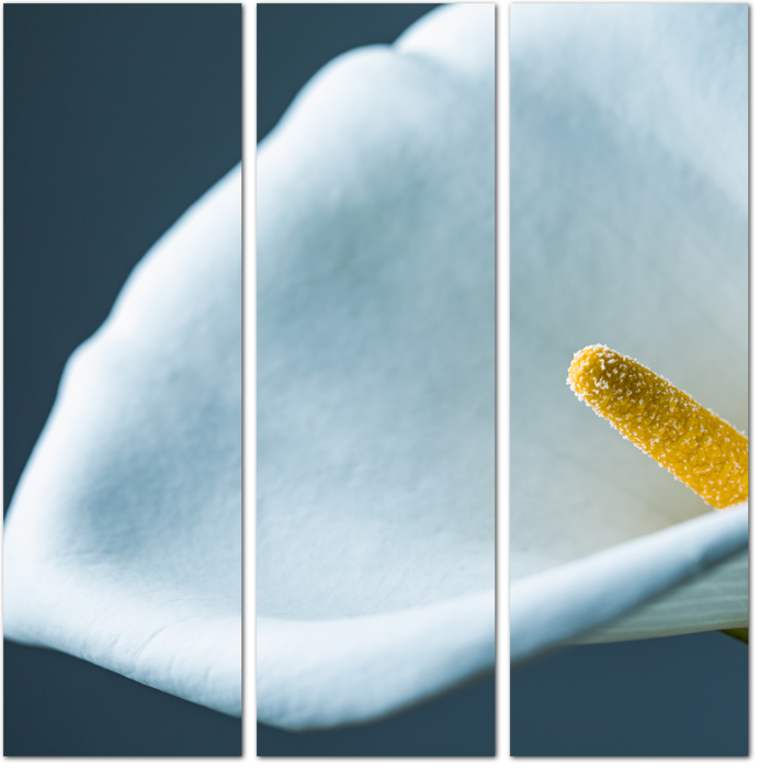Макро съемка цветка калла