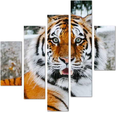 Очаровательный удивленный тигр