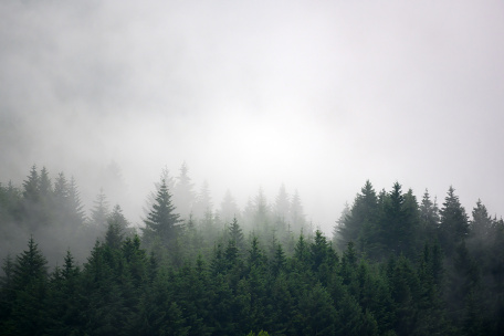 Туман над хвойным лесом