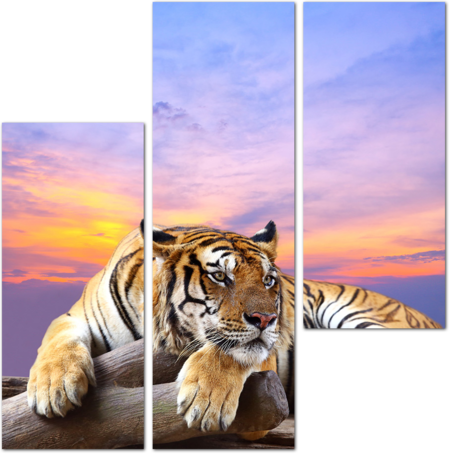 Величественный тигр на фоне заката
