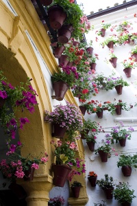 Дома с цветами на стенах